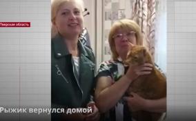 Кот Рыжик, которого после выхода сюжета ЛенТВ24 нашли в приюте
хозяева, вернулся домой