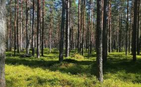 Эксперты рассказали, какую ягоду надо успеть собрать в лесах Ленобласти