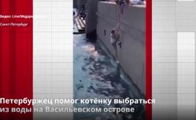 Петербуржец помог котёнку выбраться
из воды на Васильевском острове