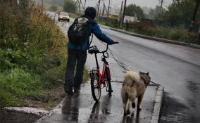 Четверг в Ленобласти выдастся облачный и дождливый