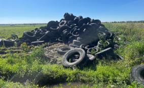 Свалку из автопокрышек ликвидировали в Ломоносовском районе после вмешательства Россельхознадзора