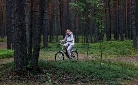 В Солнечном появится природный заказник "Сестрорецкие дюны"