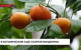 В Ботаническом саду созрели мандарины